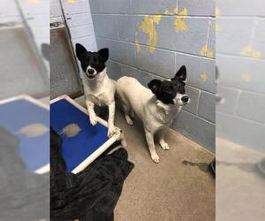 Collie Dogs for adoption in Stockton, CA, USA