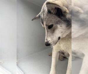 Siberian Husky-Unknown Mix Dogs for adoption in Houston, TX, USA