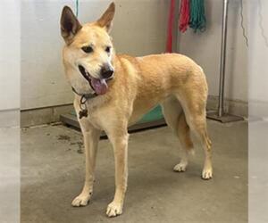 Carolina Dog Dogs for adoption in Camarillo, CA, USA