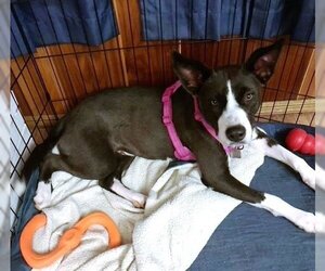 Border Collie-Unknown Mix Dogs for adoption in Evergreen, CO, USA