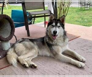 Siberian Husky Dogs for adoption in Candler, NC, USA