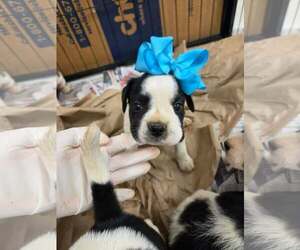 English Boston Bulldog Dogs for adoption in SHERBURNE, NY, USA