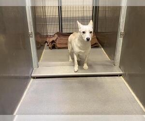 Chihuahua-Unknown Mix Dogs for adoption in Modesto, CA, USA