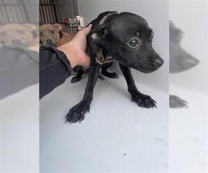 Chihuahua-Unknown Mix Dogs for adoption in Houston, TX, USA