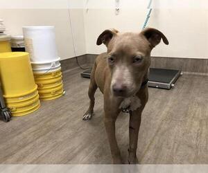 American Pit Bull Terrier Dogs for adoption in Pasadena, CA, USA