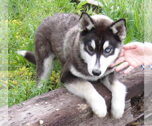 Siberian Husky Dogs for adoption in Birch Tree, MO, USA