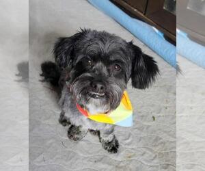 Shih Tzu Dogs for adoption in Winter, WI, USA