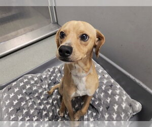 Beagle-Unknown Mix Dogs for adoption in San Clemente, CA, USA