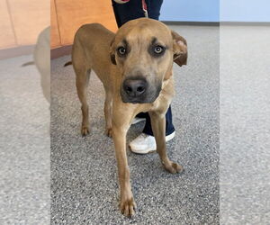 Great Dane-Labrador Retriever Mix Dogs for adoption in Greenbelt, MD, USA
