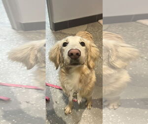 Afghan Hound-Golden Retriever Mix Dogs for adoption in Valrico, FL, USA