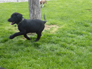 Borador Dogs for adoption in Spanish Fork, UT, USA