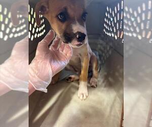 Black Mouth Cur-Unknown Mix Dogs for adoption in Louisville, KY, USA