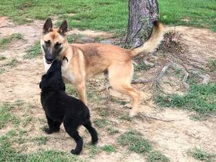 German Shepherd Dog Dogs for adoption in Dalzell, SC, USA