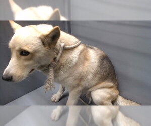 Gerberian Shepsky Dogs for adoption in Downey, CA, USA
