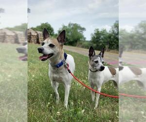 Rat Terrier Dogs for adoption in South Amana, IA, USA