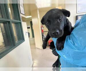 American Pit Bull Terrier-German Shepherd Dog Mix Dogs for adoption in Pasadena, CA, USA