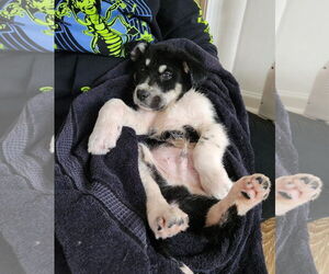 Great Pyrenees-Unknown Mix Dogs for adoption in Plainfield, IL, USA