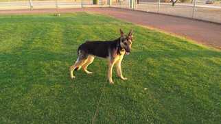 German Shepherd Dog Dogs for adoption in Tucson, AZ, USA