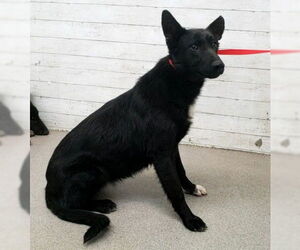 German Shepherd Dog Dogs for adoption in San Bernardino, CA, USA