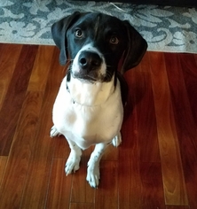 Lab-Pointer Dogs for adoption in O Fallon, MO, USA