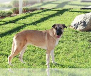 Shepradors Dogs for adoption in Newport Beach, CA, USA
