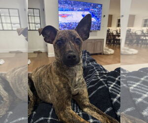 Chihuahua-Feist Terrier Mix Dogs for adoption in Westwood, NJ, USA