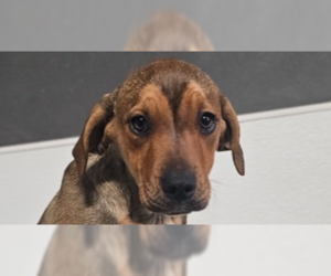 Mutt Dogs for adoption in Studio City, CA, USA