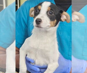 Jack Russell Terrier-Unknown Mix Dogs for adoption in Royal Palm Beach, FL, USA