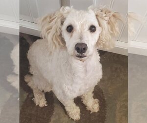 Poodle (Miniature) Dogs for adoption in Los Lunas, NM, USA