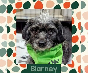 Shih Tzu-Unknown Mix Dogs for adoption in Littleton, CO, USA