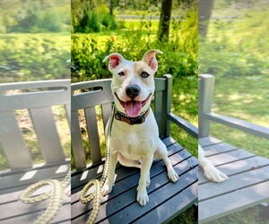 Mutt Dogs for adoption in Rockaway, NJ, USA