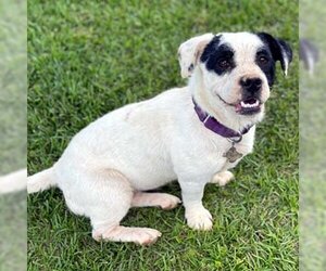 Boglen Terrier Dogs for adoption in Deepwater, NJ, USA