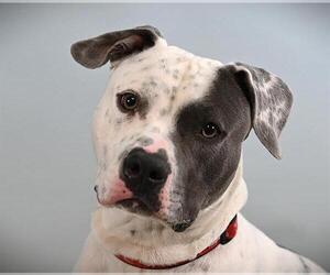 American Staffordshire Terrier-Unknown Mix Dogs for adoption in Fort Collins, CO, USA
