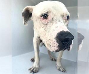 Mutt Dogs for adoption in Houston, TX, USA