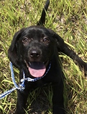 Labrador Retriever-Unknown Mix Dogs for adoption in Fort Pierce, FL, USA