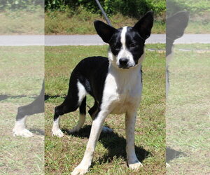 Border Collie-English Shepherd Mix Dogs for adoption in Prattville, AL, USA
