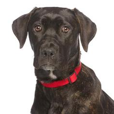 Labrador Retriever Dogs for adoption in Los Angeles, CA, USA