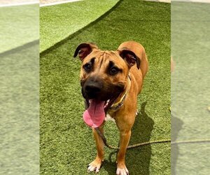 Black Mouth Cur-Unknown Mix Dogs for adoption in Las Vegas, NV, USA