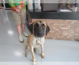 Black Mouth Cur Dogs for adoption in Temple, TX, USA