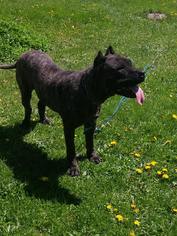 Presa Canario Dogs for adoption in Wolfeboro, NH, USA