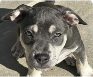 American Pit Bull Terrier-Unknown Mix Dogs for adoption in San Ramon, CA, USA