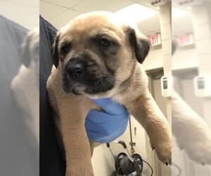 Labrador Retriever-Unknown Mix Dogs for adoption in Conroe, TX, USA