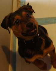 German Shepherd Dog Dogs for adoption in Wenonah, NJ, USA