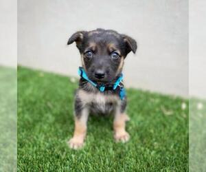 German Shepherd Dog Dogs for adoption in Fredericksburg, TX, USA