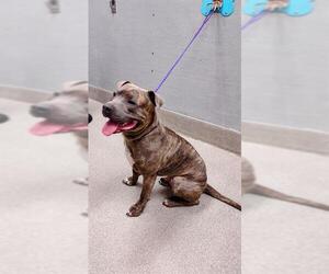 American Pit Bull Terrier-Unknown Mix Dogs for adoption in Las Vegas, NV, USA