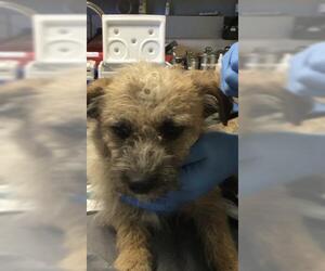 Mutt Dogs for adoption in Riverside, CA, USA