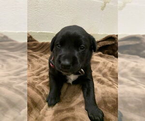 Australian Shepherd Dogs for adoption in Fremont, CA, USA