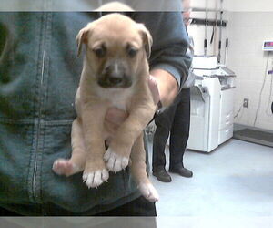 Labrador Retriever-Unknown Mix Dogs for adoption in Fayetteville, NC, USA