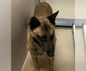 Mutt Dogs for adoption in Martinez, CA, USA