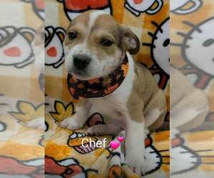 Bulldog-Unknown Mix Dogs for adoption in SHERBURNE, NY, USA